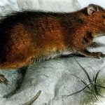 Christmas Island Rat