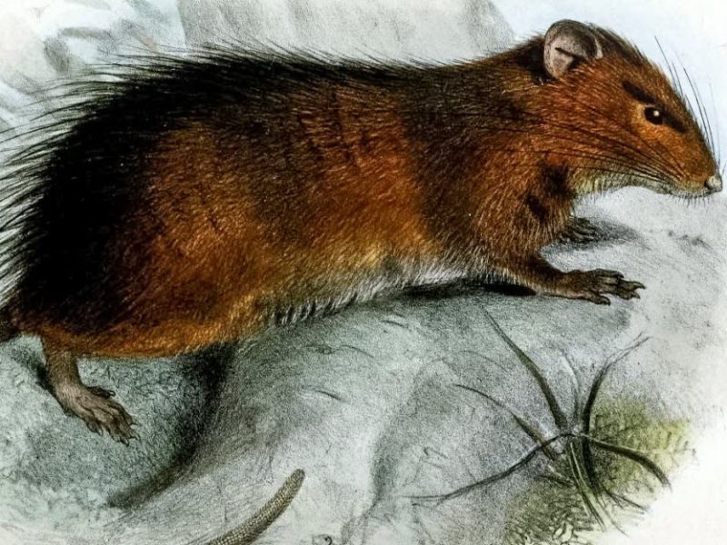 Christmas Island Rat