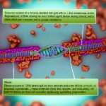 DNA cloning: What it is and how it works.