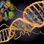 DNA repair mechanisms in cells.