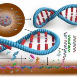 How DNA codes for proteins.
