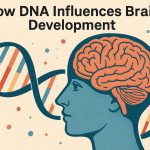 How DNA influences brain development.