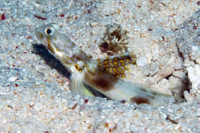 Lady Elliot Shrimp Goby