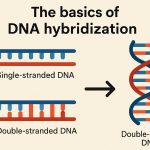 The basics of DNA hybridization.