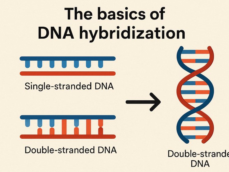 The basics of DNA hybridization.