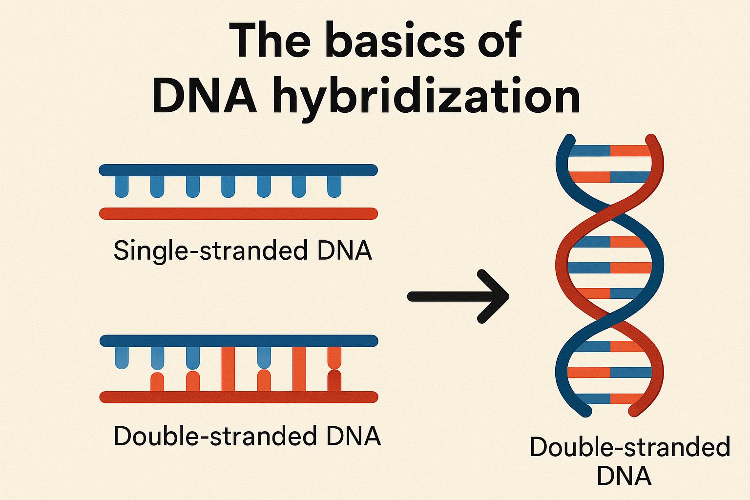 The basics of DNA hybridization.
