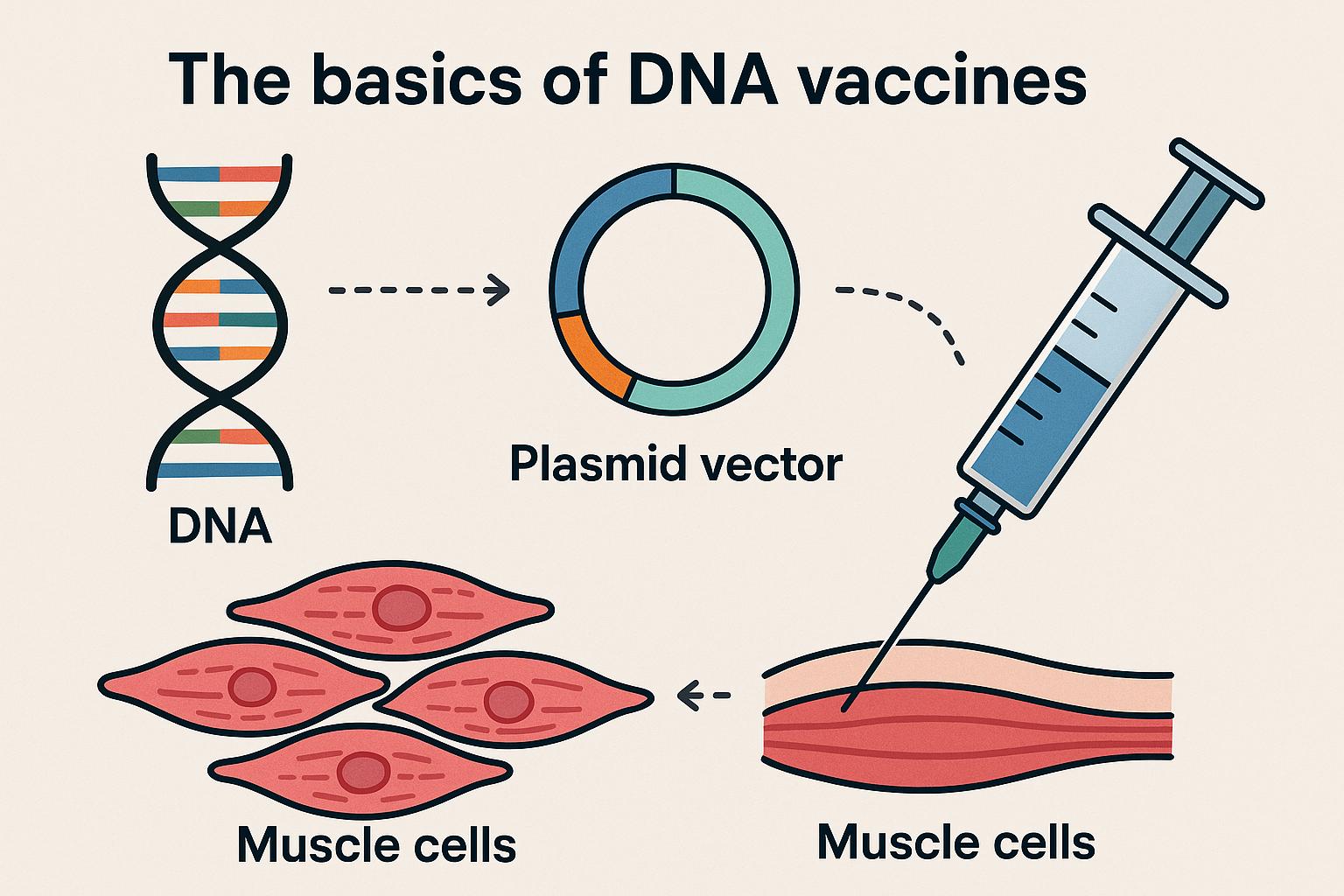 The basics of DNA vaccines.