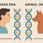 The differences between human and animal DNA.