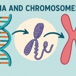 The relationship between DNA and chromosomes.