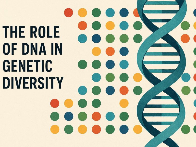 The role of DNA in genetic diversity.