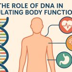 The role of DNA in regulating body functions.