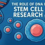 The role of DNA in stem cell research.