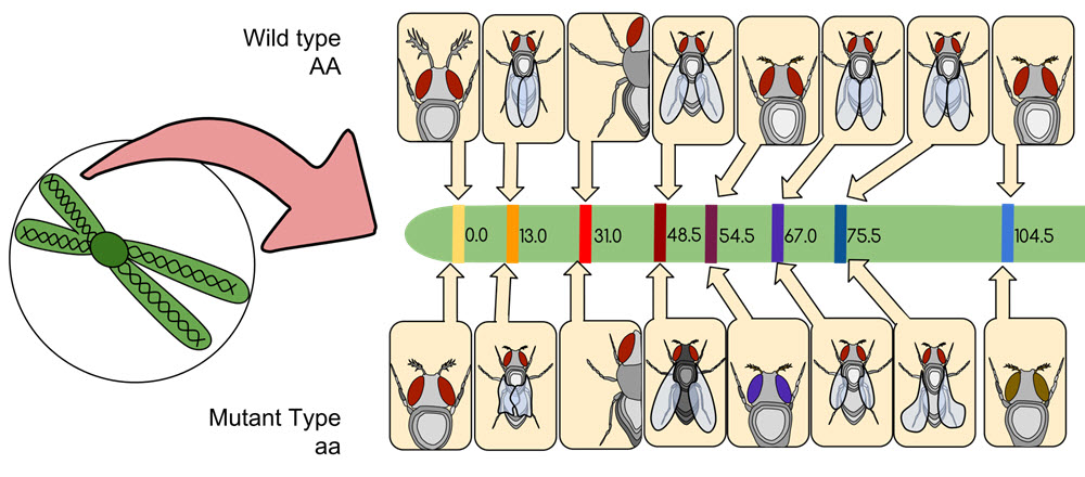 gene mapping