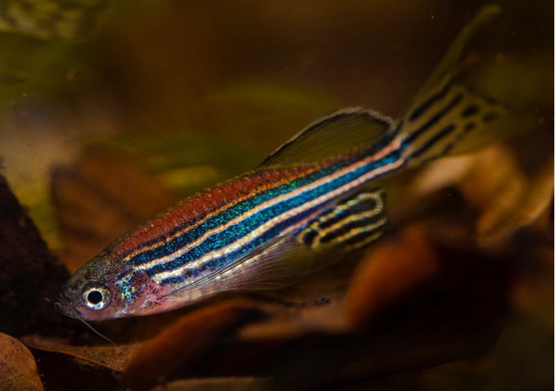 zebra fish